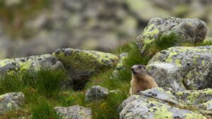 Marmota marmota latirostris