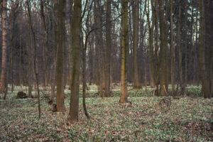 Las pełen kwitnących śnieżyc i przebiśniegów