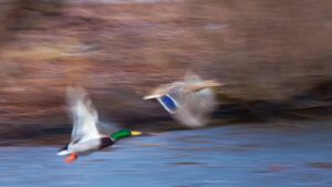 Intentional Camera Movement - ICM - celowe poruszenie kamerą