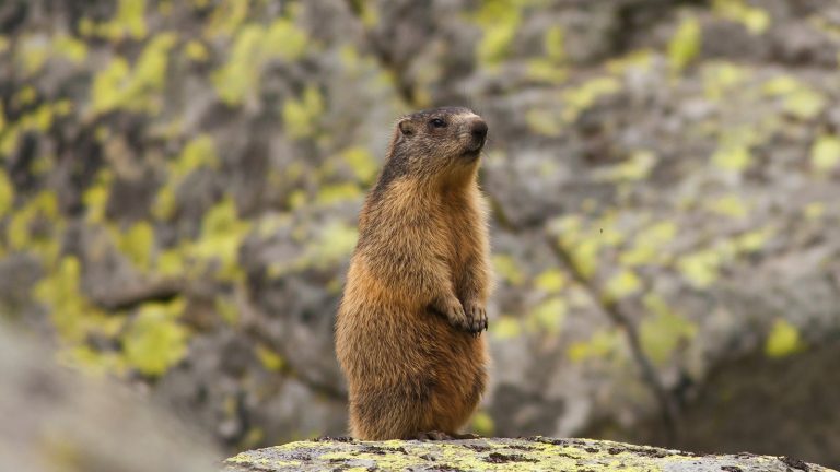 Marmota marmota latirostris