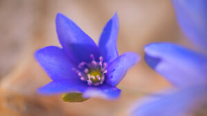 Przylaszczka pospolita - Hepatica nobilis