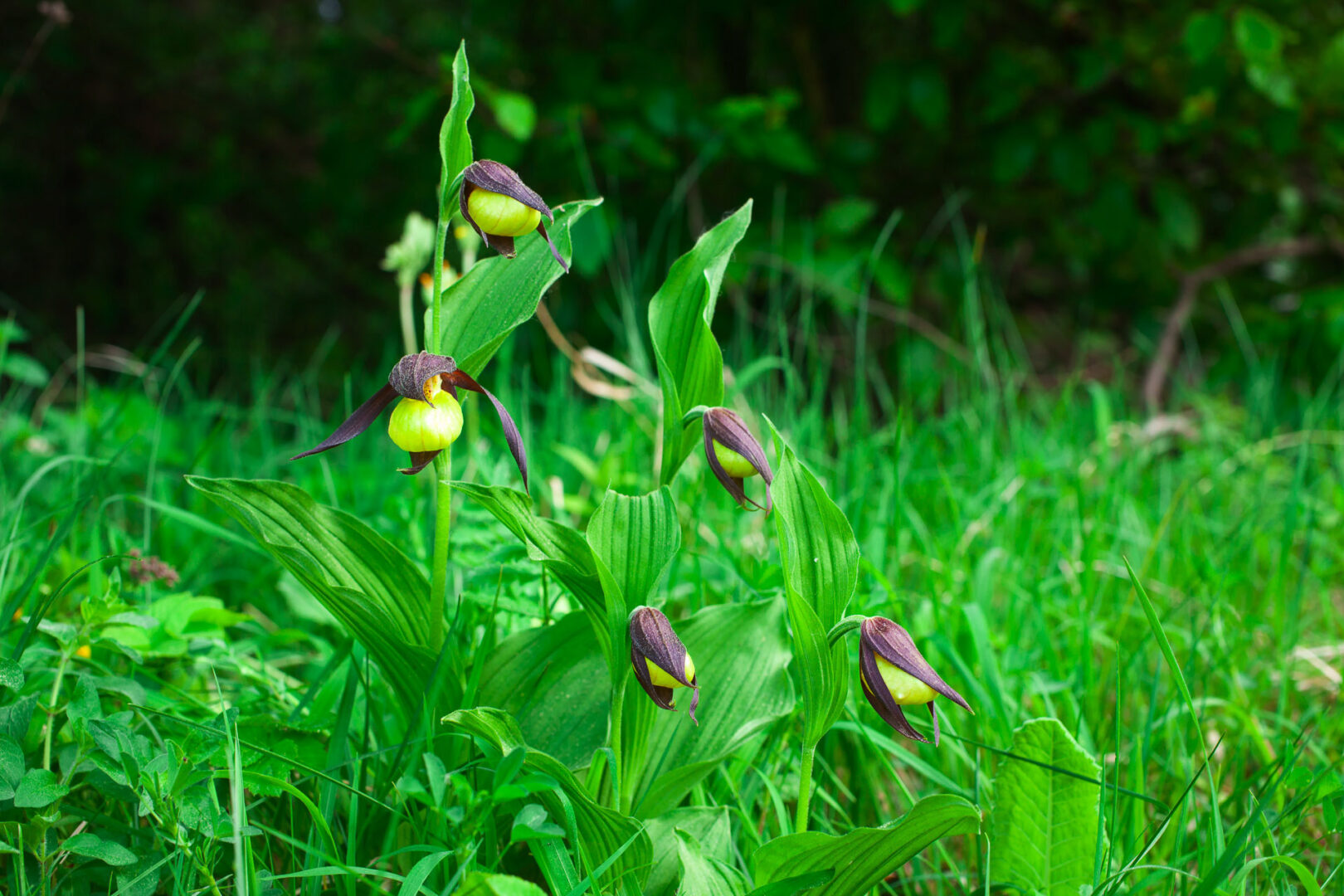 Storczyk Obuwik (Cypripedium calceolus L.)